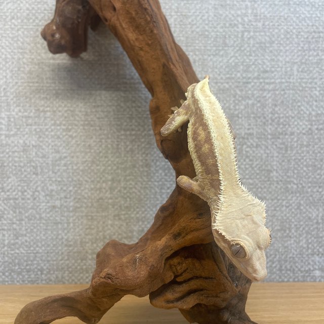 레드 릴리화이트