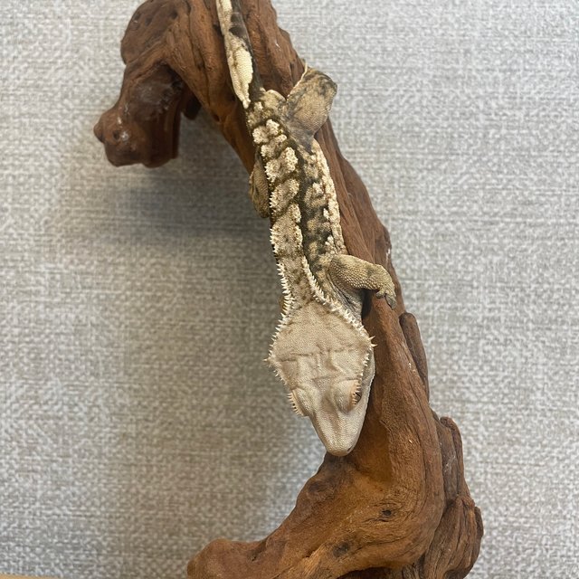 트라이 할리퀸 텐저린 타이거