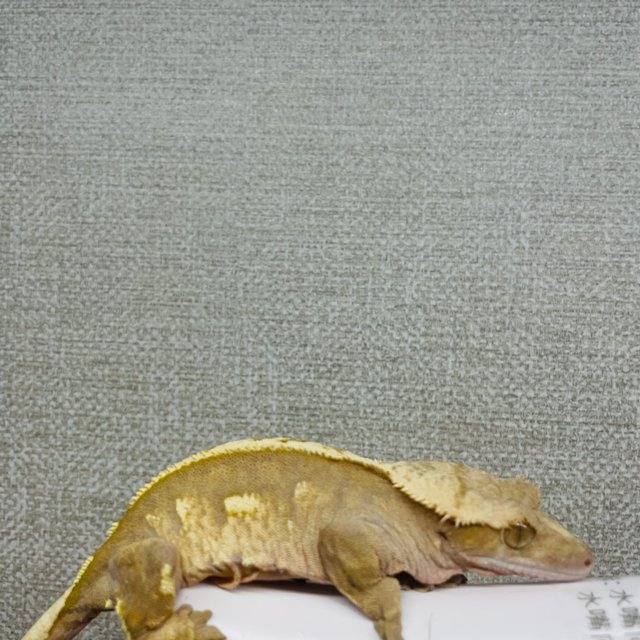 레드 핀스트라이프