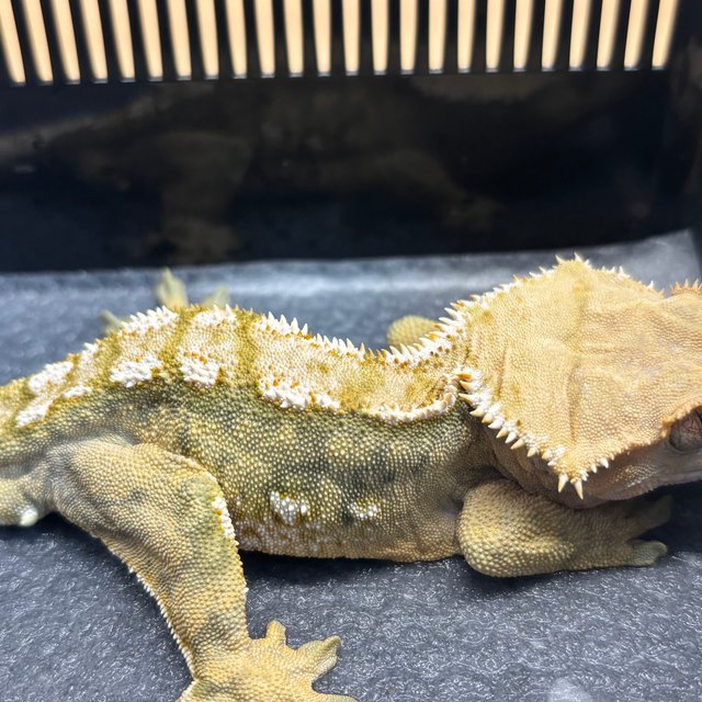 텐저린 화이트크라운 트라이