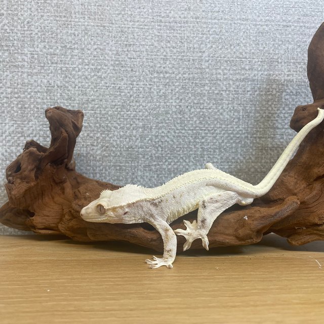 릴리화이트 화이트