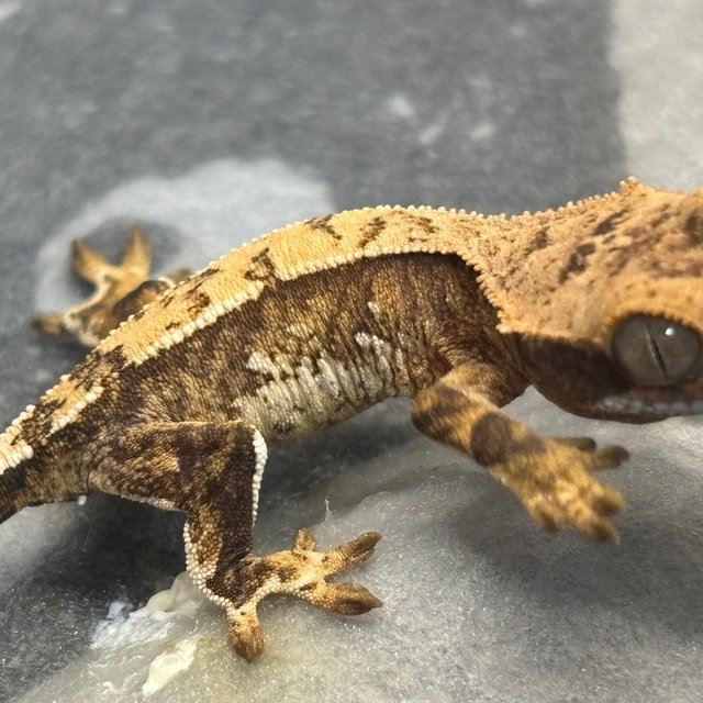 트라이 익스트림할리퀸