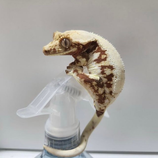 릴리화이트 레드