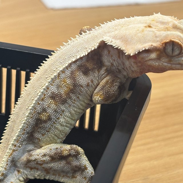 릴리화이트 솔리드백 트라이 드리피