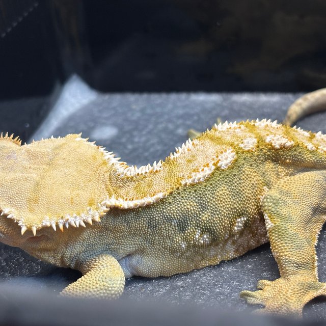 텐저린 화이트크라운 트라이