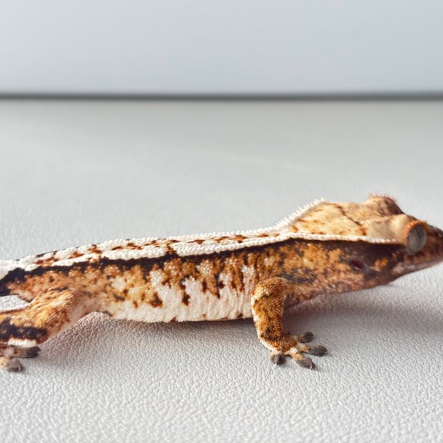 트라이 익스트림할리퀸 텐저린