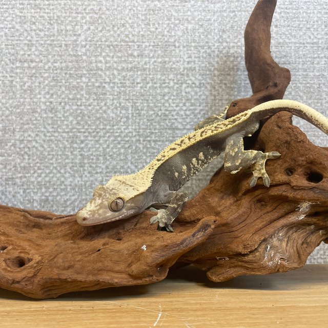 핀스트라이프 노멀 풀핀