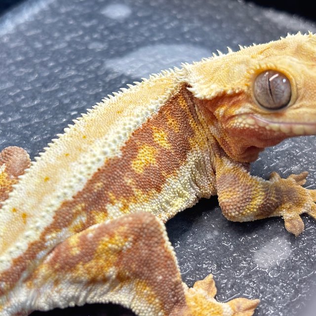 레드 릴리화이트