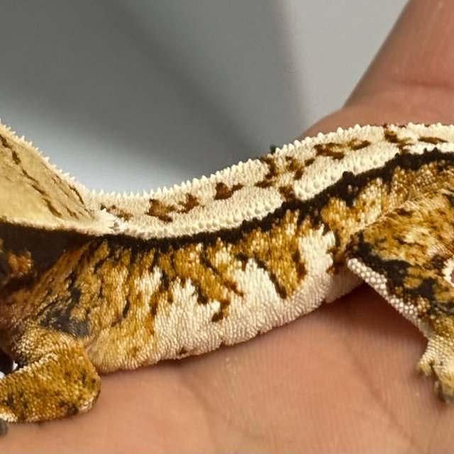 트라이 익스트림할리퀸 텐저린