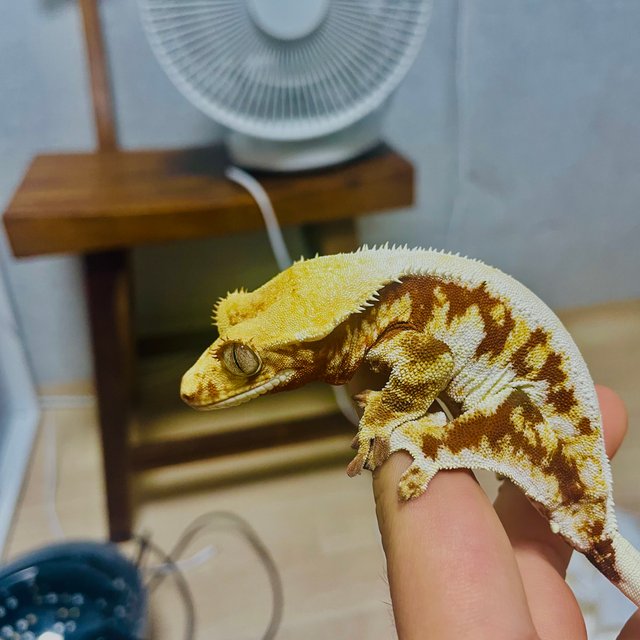 릴리화이트 레드