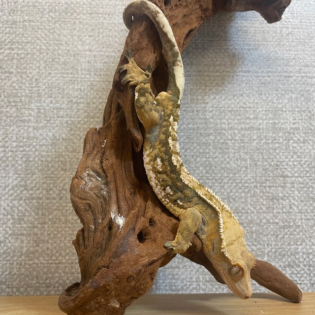 트라이 할리퀸 텐저린 타이거