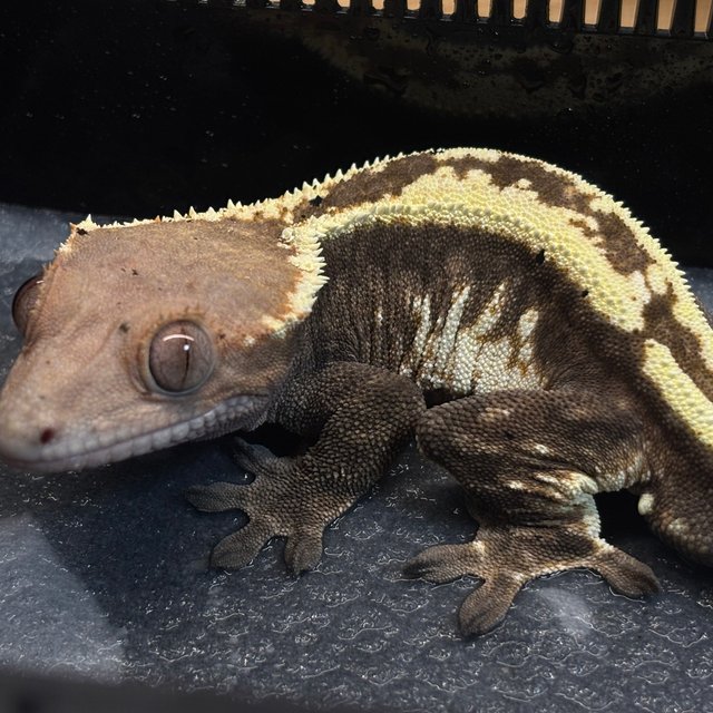 핀스트라이프 카푸치노 드리피