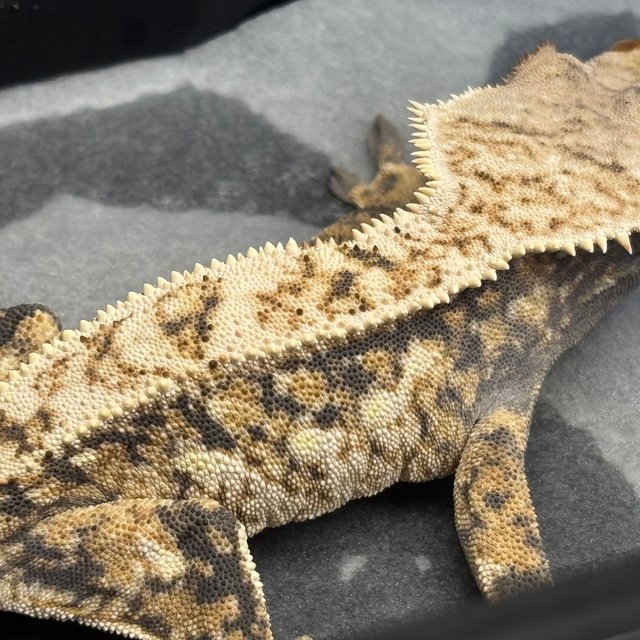 트라이 익스트림할리퀸 텐저린