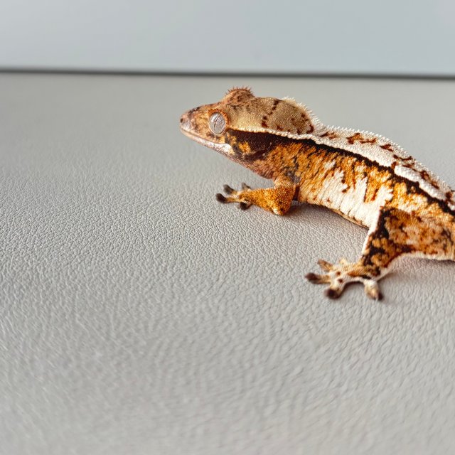 트라이 익스트림할리퀸 텐저린