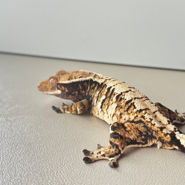 트라이 익스트림할리퀸 화이트포트홀