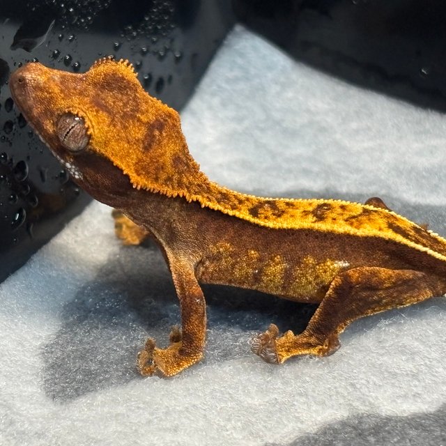 레드 핀스트라이프