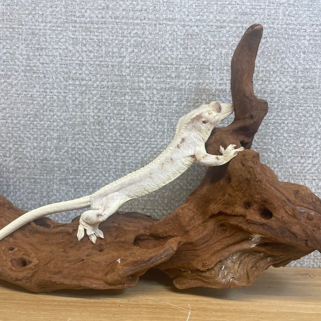 릴리화이트 화이트