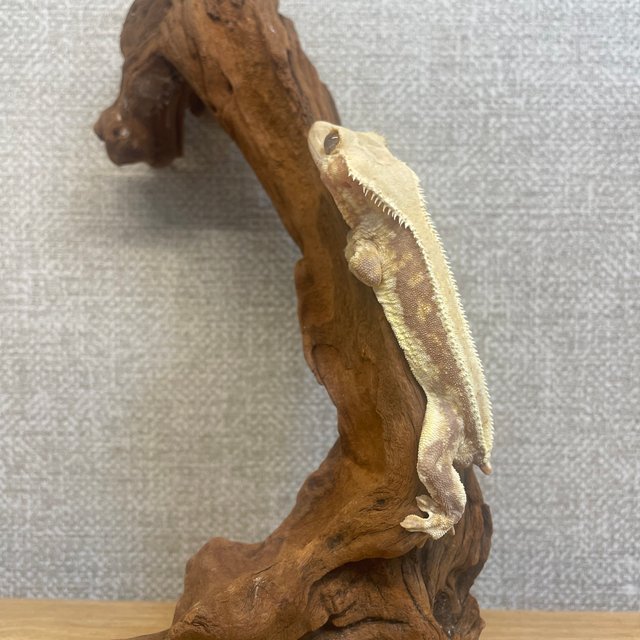 레드 릴리화이트