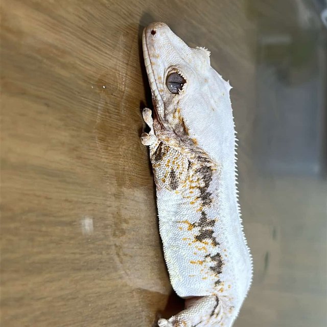 릴리화이트 풀핀 솔리드백