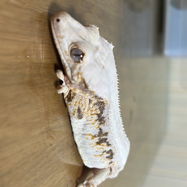 릴리화이트 드리피 풀핀 솔리드백 화이트스팟