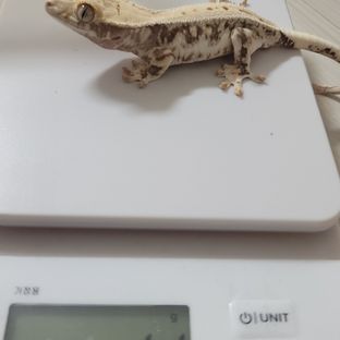릴리화이트