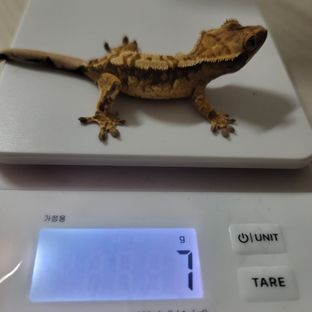 노멀 트라이
