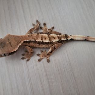 세이블1