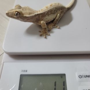 릴리화이트