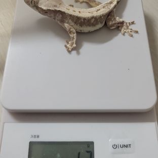 릴리화이트