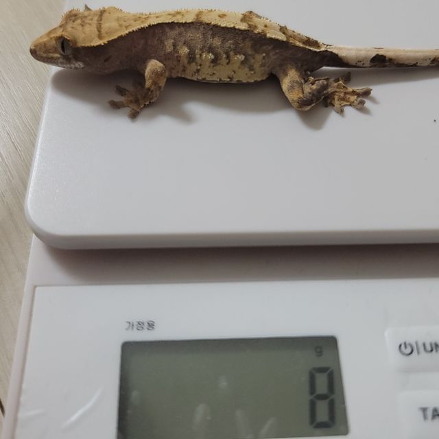 노멀 다크 쿼드