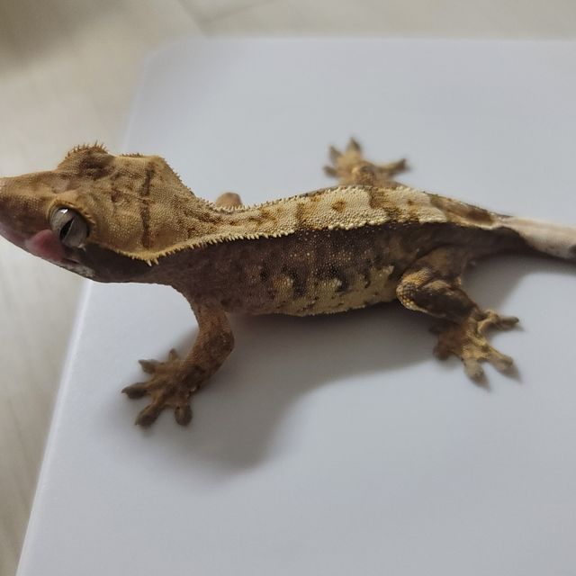 노멀 다크 쿼드