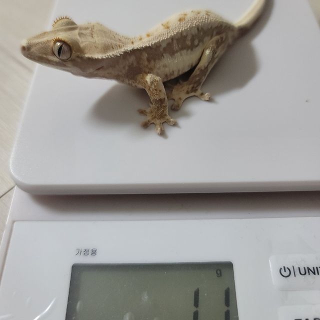 릴리화이트