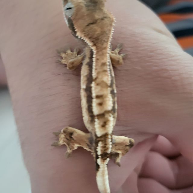 세이블