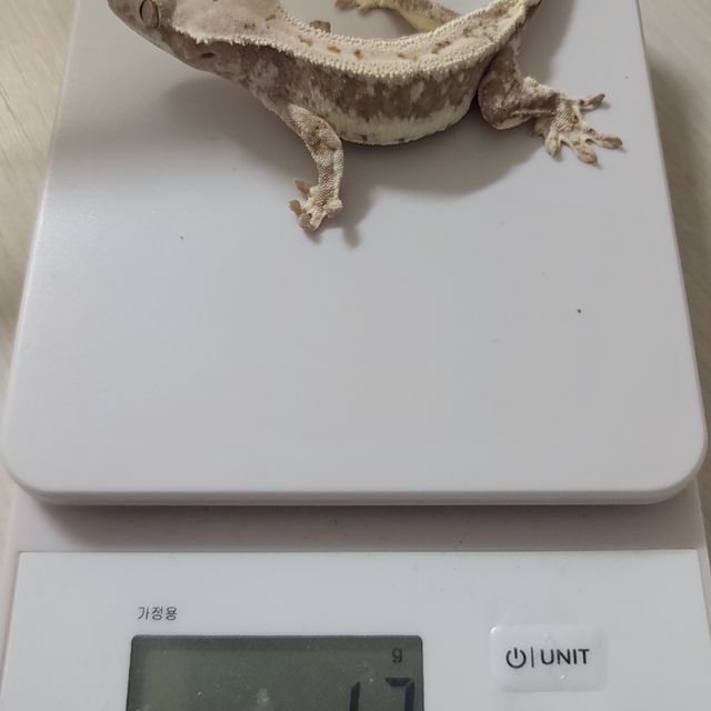 릴리화이트