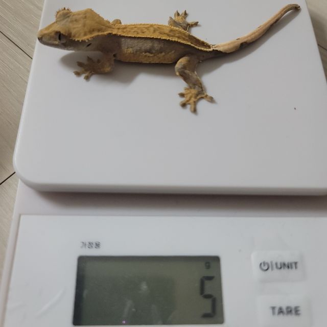 다크 엠티백