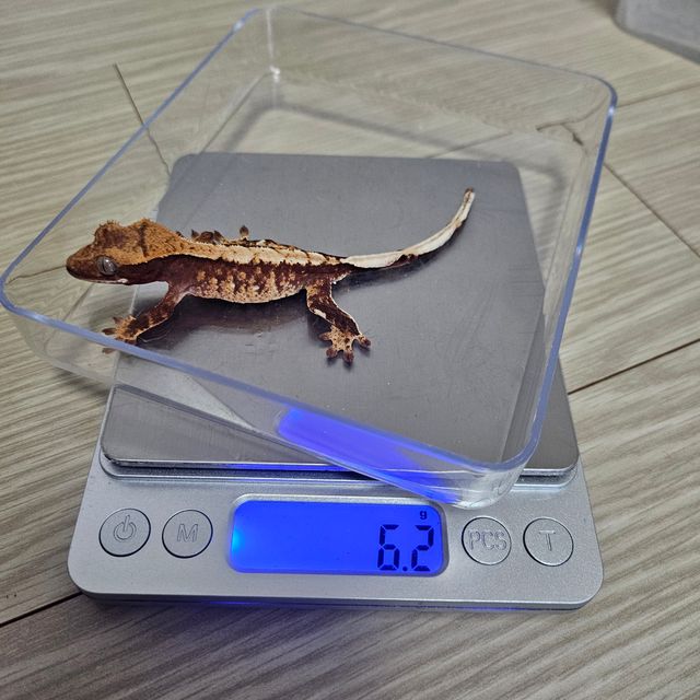 100%헷아잔틱