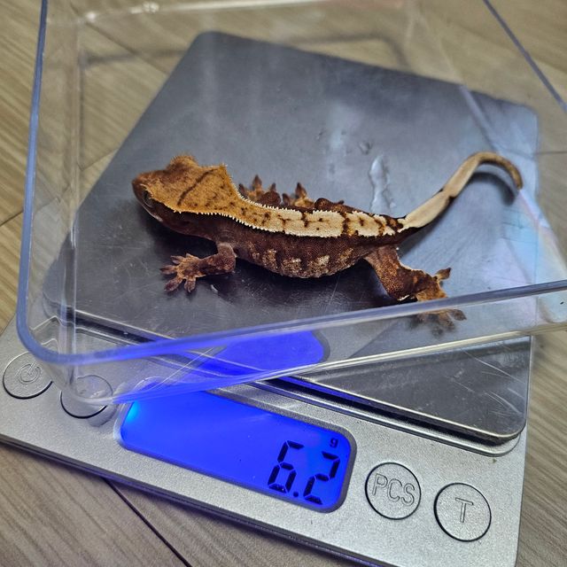 100%헷아잔틱