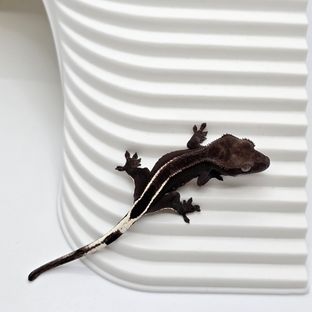 아잔틱