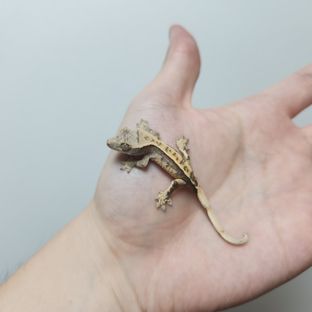 12번