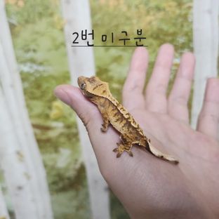 2번미구분