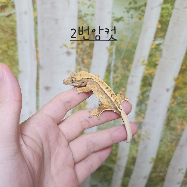 노멀 트라이 익스트림할리퀸