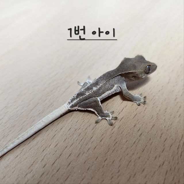 릴리화이트 팬텀