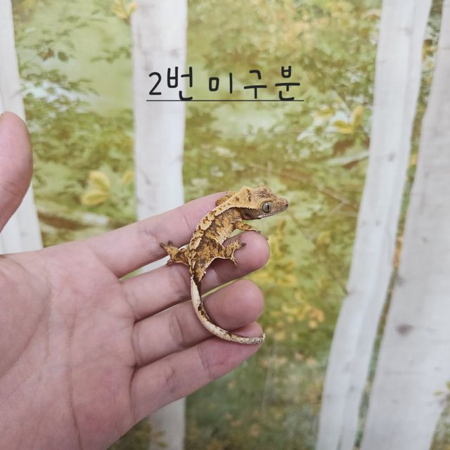 노멀 트라이 익스트림할리퀸