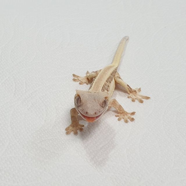릴리화이트