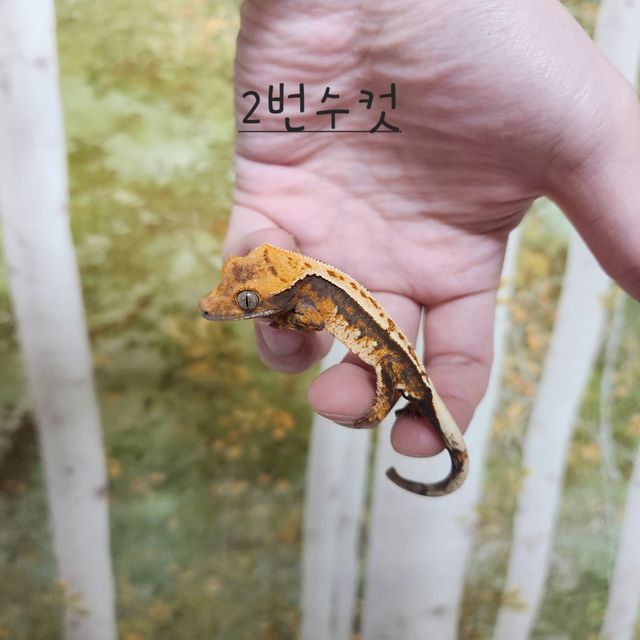 노멀 트라이