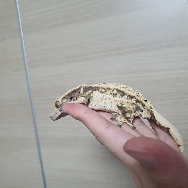쿼드 레이지