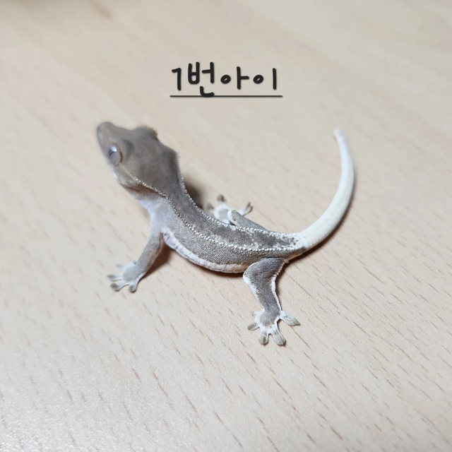 릴리화이트 팬텀