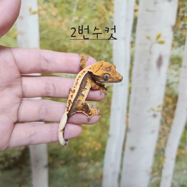 노멀 트라이