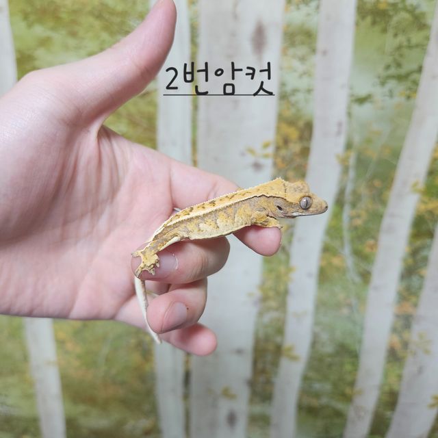 노멀 트라이 익스트림할리퀸