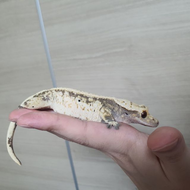 쿼드 레이지